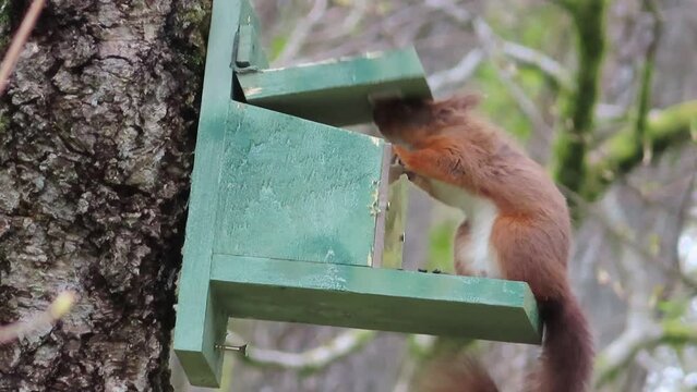 Red squirrel Kielder