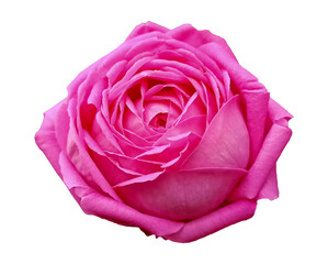 Big pink rose with water drops and isolated background, png