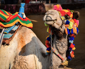 Nubian camel along Nile River, Egypt