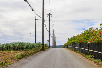 田舎の一本道