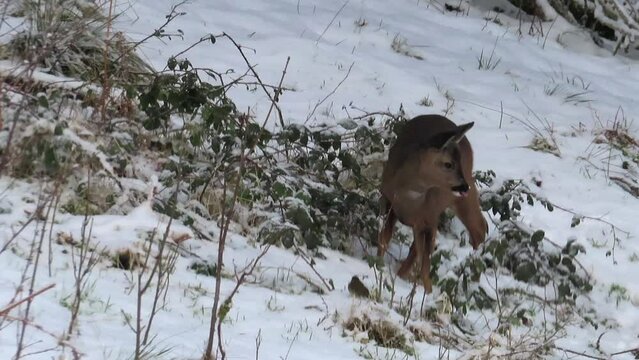 Roe deer Kielder snow