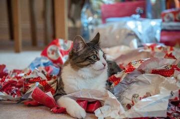 A tortoiseshell brown and white cat sits amongst Christmas paper wrappings at Christmas