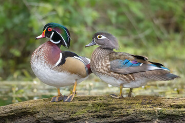 Naklejka na ściany i meble Pair of Wood Ducks on river in Florida