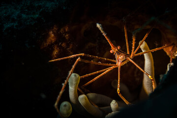Yellowline Arrow Crab (Stenorhyncus seticornis) on the reef off the Dutch Caribbean island of Sint...