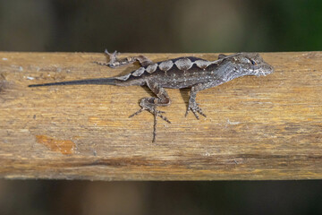 Lizard