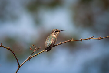 Colibrí de la costa ecuatoriana