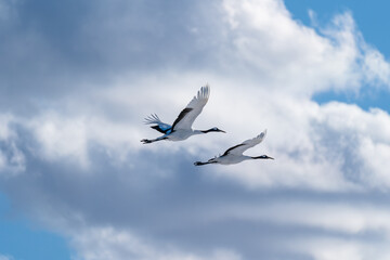 飛んでいる丹頂鶴