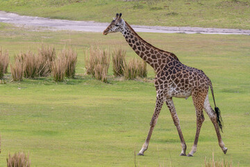 giraffe in the savannah