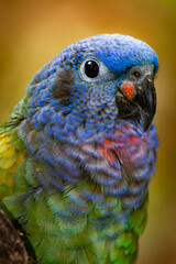 Loro de la selva ecuatoriana