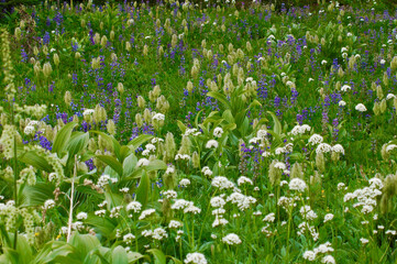 Flowers in the alpine meadow