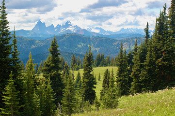 grassy meadow along the hike