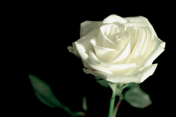 White Rose on a Black Background