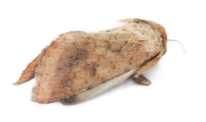 Single corn earworm moth isolated on white
