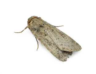 Single Hoplodrina ambigua moth isolated on white