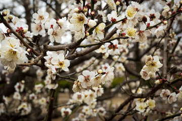 Plum blossoms announcing the arrival of early spring.　Hanegi Park with a variety of plums in Setagaya,Tokyo,Japan