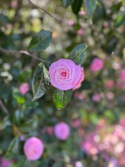 pink rose in garden