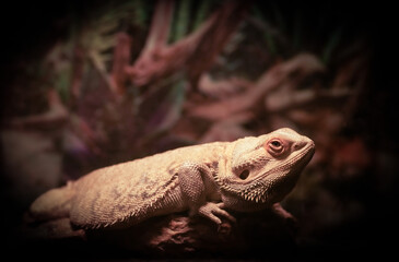 bearded dragon pet lizard on perch with focus on the animal's eyes with blurred out background
