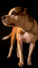 Perro, pitbull, boxer, blanco, café, manchas, manchado, retrato, animal, can, fondo negro, de pie, atento