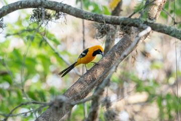Hooded oriole in tree pecking on limb.