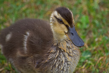 Cute fluffy Mallard duckling drying it's fluffy brown and yellow feathers in the summer sunshine.