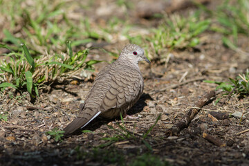 Inca Dove on ground in yard. Mexican Dove.