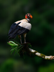 King Vulture portrait on mossy stick against dark green background