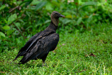 Black Vulture standing on green grass, closeup portrait  