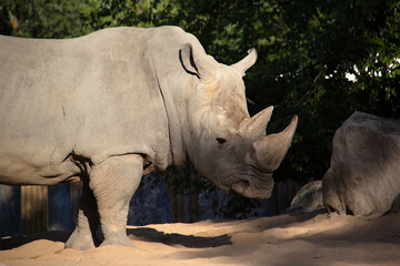 Portrait of a rhinoceros standing on sand