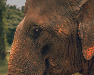 Naklejka na ściany i meble Close up Elephants face with detail in Nature