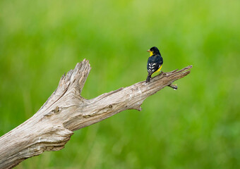 Lesser Goldfinch looking for water.