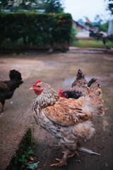 Abstract Defocused Blurred Background Close up photo of chickens scattered in the garden in front of a house in the Cikancung area - Indonesia. Not Focus