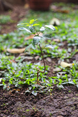Baby tree with root visible against blurry nature background. 