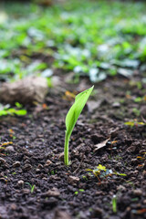 Green plants growth over the soil. 