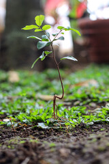 Young plant with root visible against blurry nature background. 