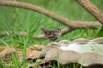 Lincoln's Sparrow taking a bath.