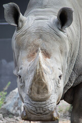 Fototapeta premium Portrait of a rhinoceros standing on sand