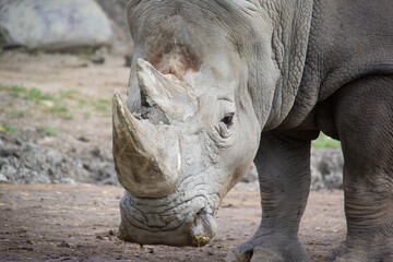 Fototapeta premium Portrait of a rhinoceros standing on sand