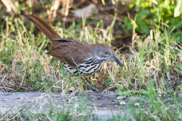 Long-billed Thrasher on ground.