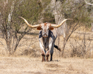 Longhorn cattle in pasture with grass and trees.