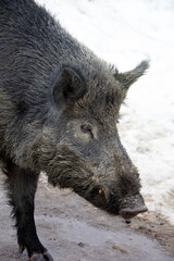 Close up of the head of a wild during winter