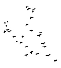 Black vector flying birds flock silhouettes isolated on white background