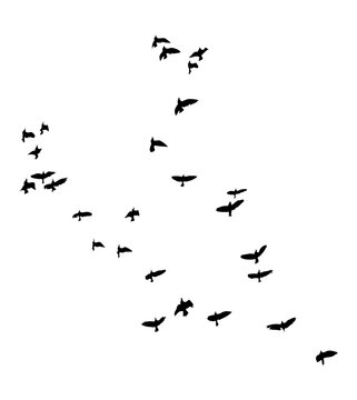 Black vector flying birds flock silhouettes isolated on white background