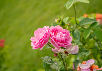 Blooming pink rose wet with dew or raindrops (rosa), blurred natural green background.