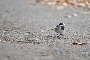 地面を練り歩くハクセキレイ