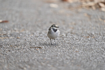 地面を練り歩くハクセキレイ