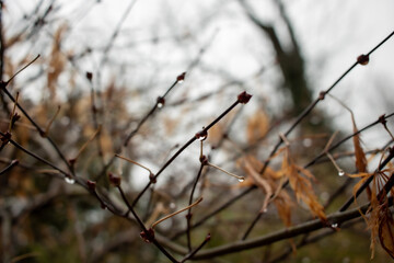 rain on branches