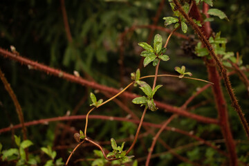 wild plant with dew drops of rain