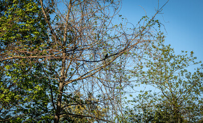 bird and branches against blue sky