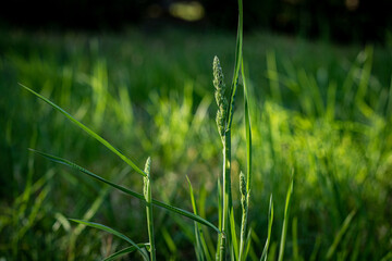 green grass in a field