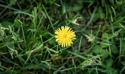 dandelion in the grass